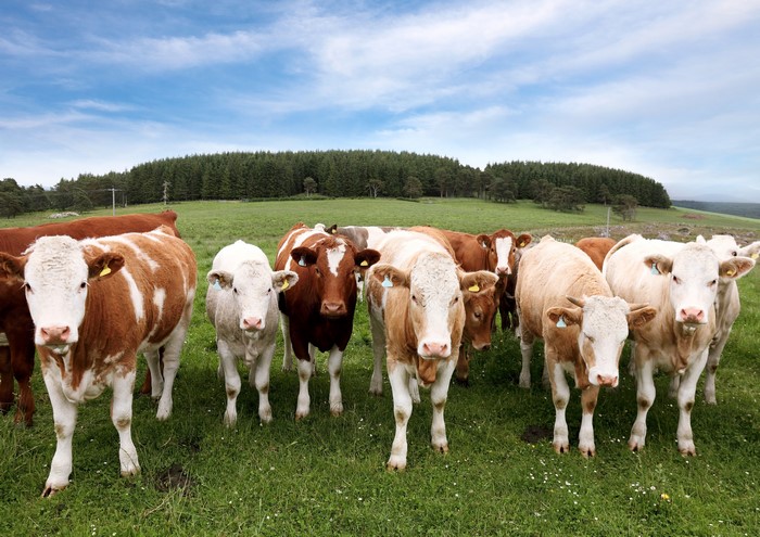 Herd of cows in a grassy field