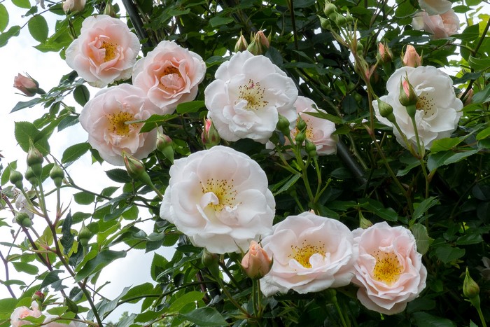 Close-up of pale pink and white roses with buds