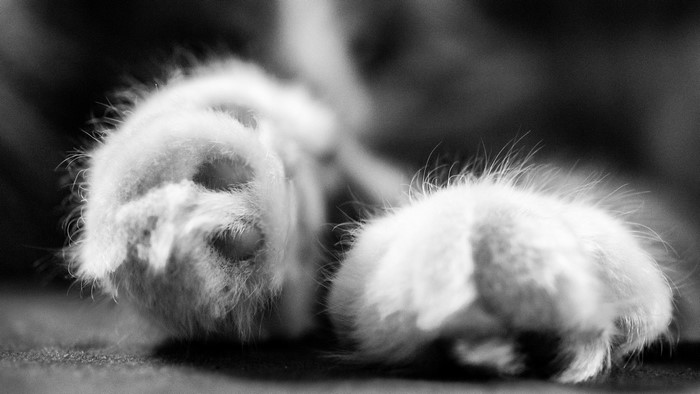 Macro closeup of fluffy cat paws