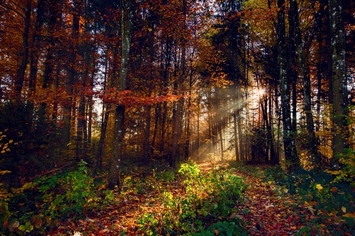 Sunlight filtering through autumn forest trees