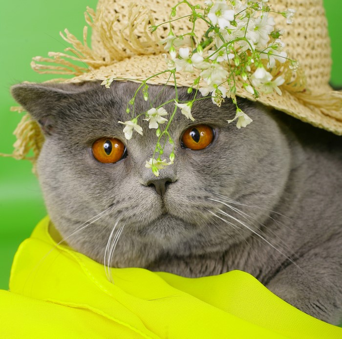 British Shorthair cat wearing a straw hat with flowers