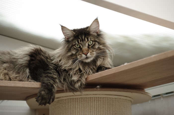 4K Maine Coon Cat