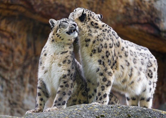 4K Image of Two Snow Leopards Together