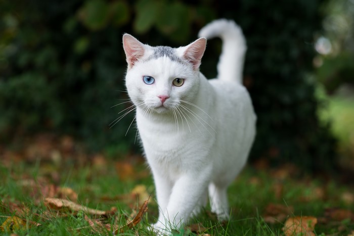 White cat with heterochromia in grass