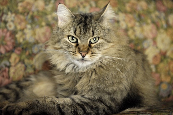 4K Maine Coon Cat