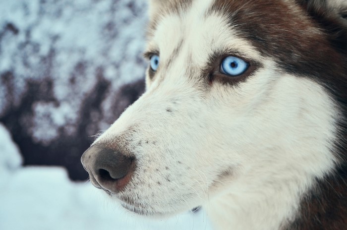 Husky dog with blue eyes in snow