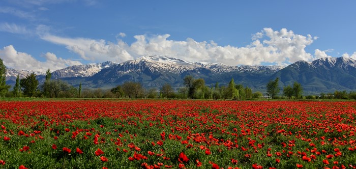 Field of Poppies with Snow-Capped Mountains in Erzincan, Turkey