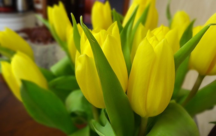 Yellow Tulips