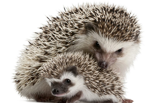 Two hedgehogs on a white background