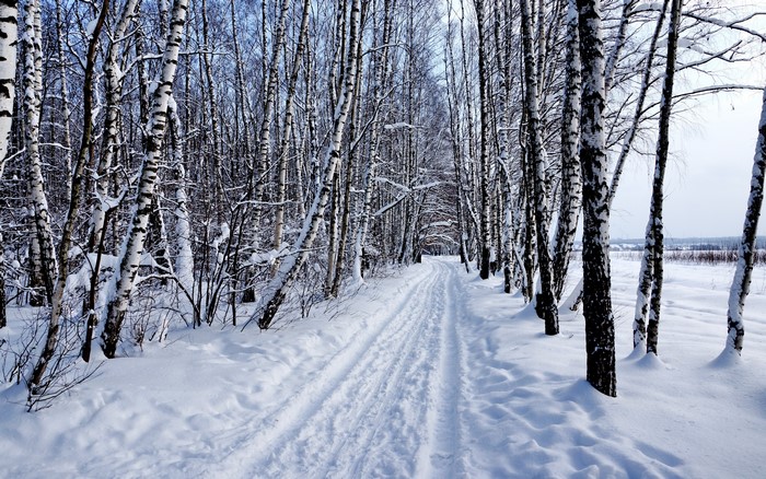 Snowy birch forest path in winter