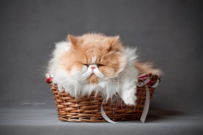 Fluffy Persian cat sleeping in a wicker basket