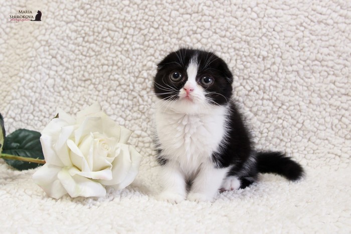 Black and white kitten with a white rose
