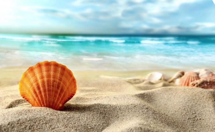 Seashell on a sandy beach with ocean waves