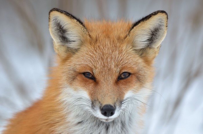Close-up of a Red Fox's Face