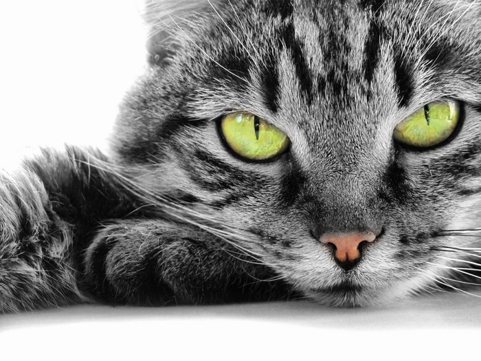 Close-up of a tabby cat's face with green eyes