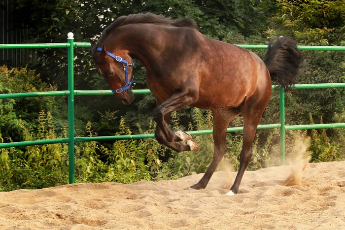 Brown horse with blue halter kicking up sand