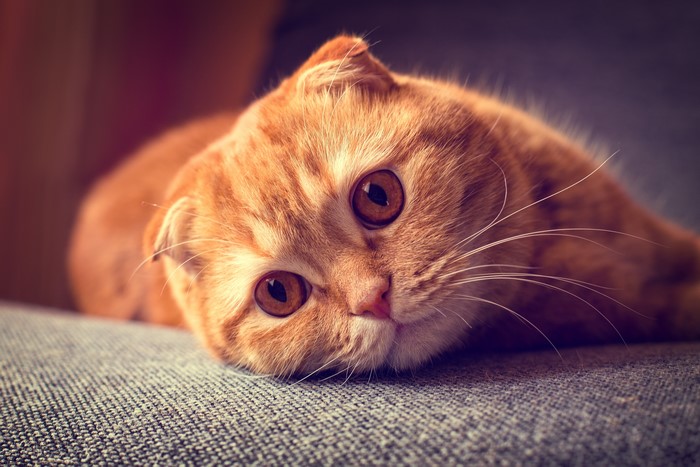 4K Scottish Fold Cat with Ginger Color and Whiskers