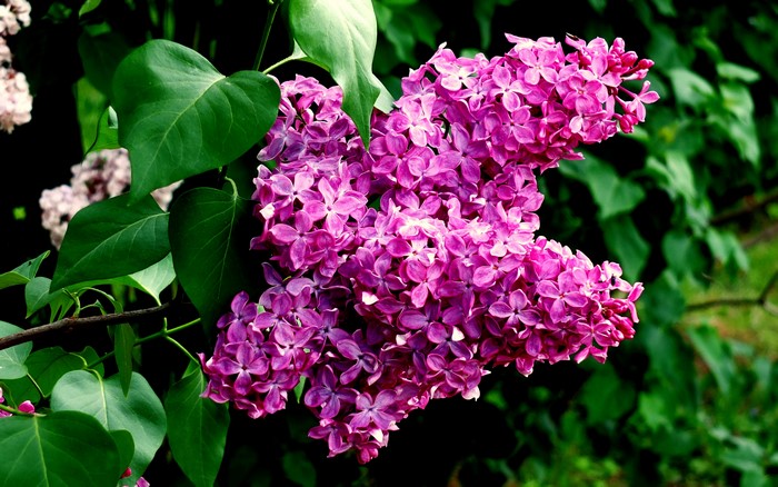 4K Lilac Violet Foliage