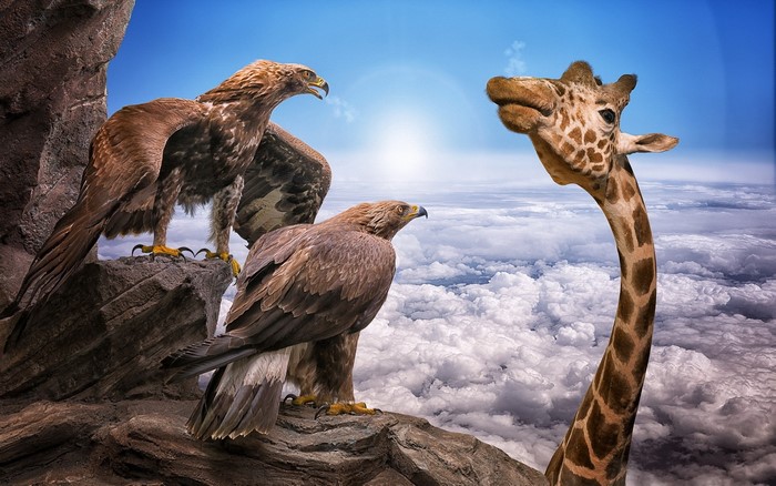 Eagles and Giraffe on Rocks Above Clouds
