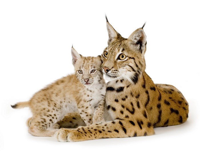 Two Lynx Cubs on White Background