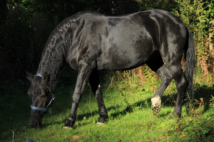 Black horse grazing in a grassy field