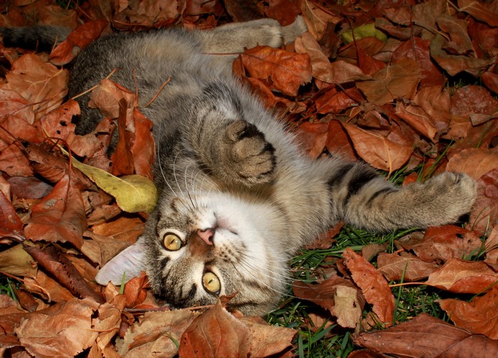 Kitten lying in autumn leaves