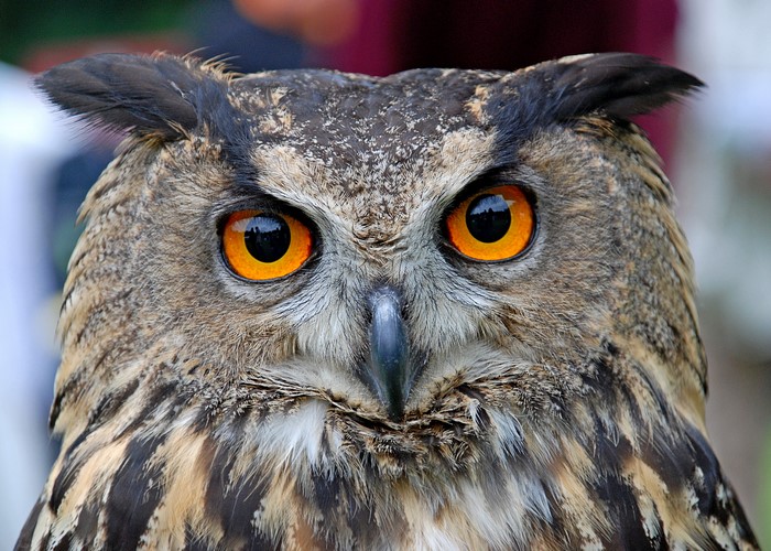 Close-up of a Eurasian Eagle-Owl's face
