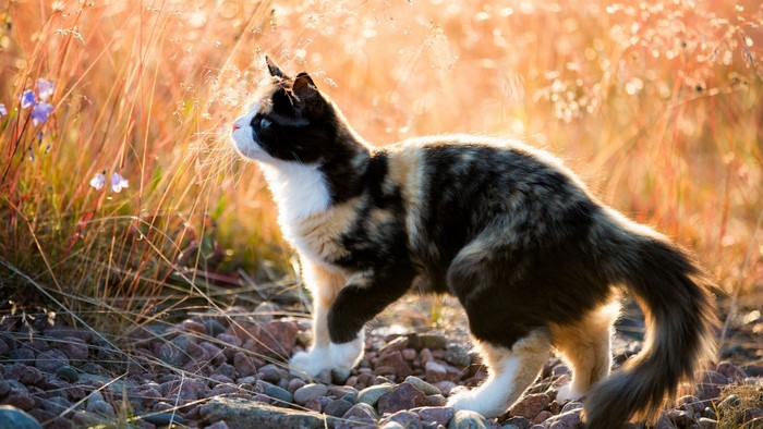 Calico cat in tall grass with flowers and stones