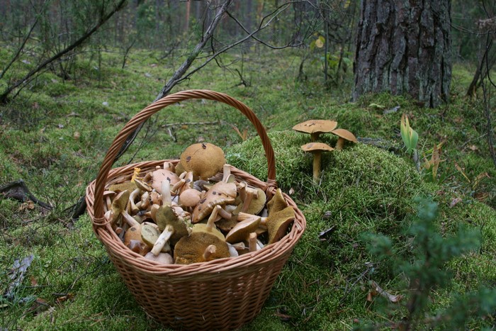 Mushrooms in a Wicker Basket on Moss