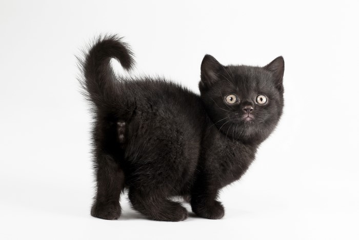 Black Kitten on White Background