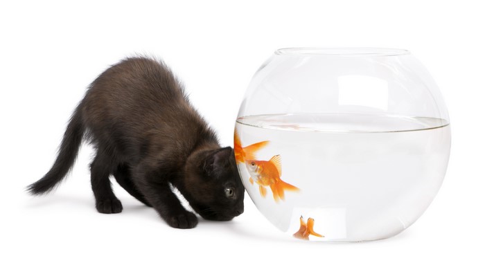 Black kitten looking at goldfish in a bowl