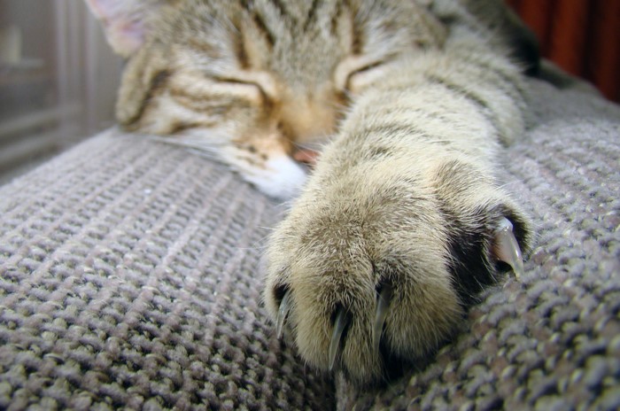 Close-up of a cat's paw with sharp claws