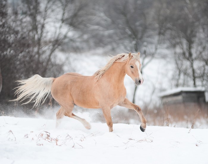 Palomino Horse Running in Snow