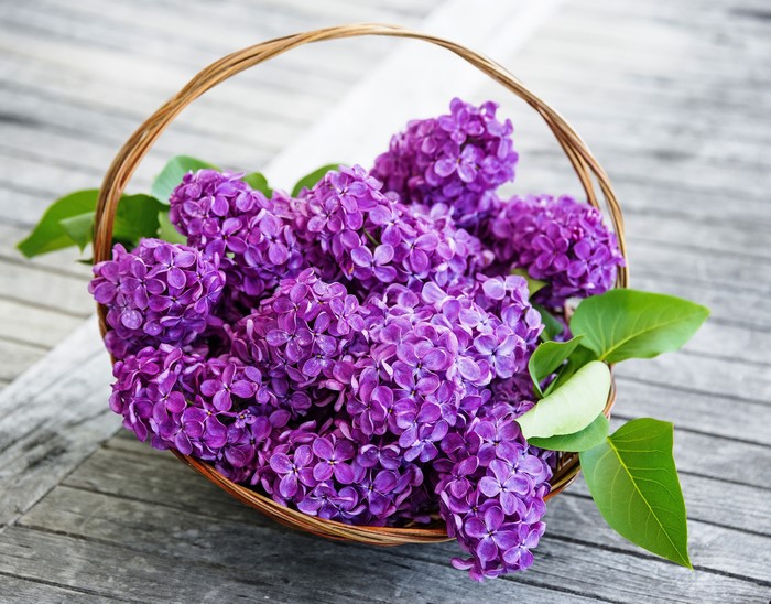 Basket of Vibrant Purple Lilacs with Green Leaves