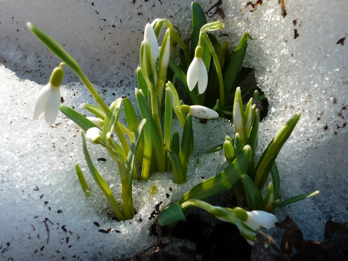Snowdrops emerging from snow