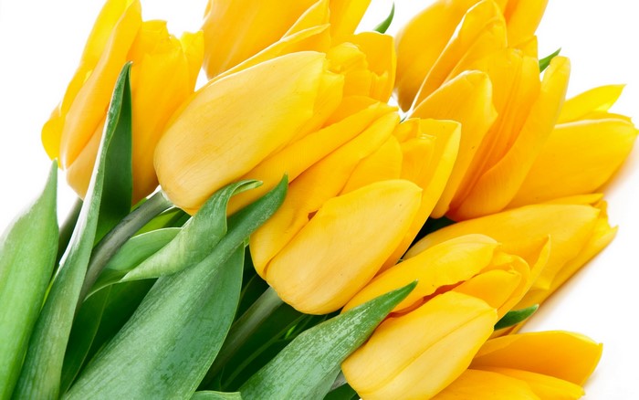 A close-up of a bouquet of yellow tulips