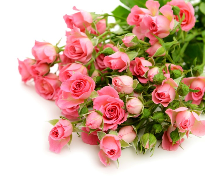 Pink Roses on White Background