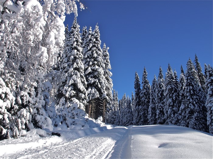 Snowy forest road with tall evergreen trees