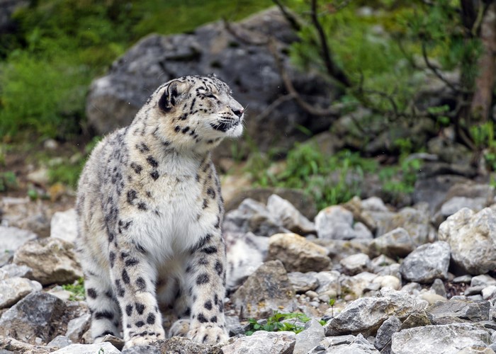 4K Snow Leopard Amid Rocky Terrain