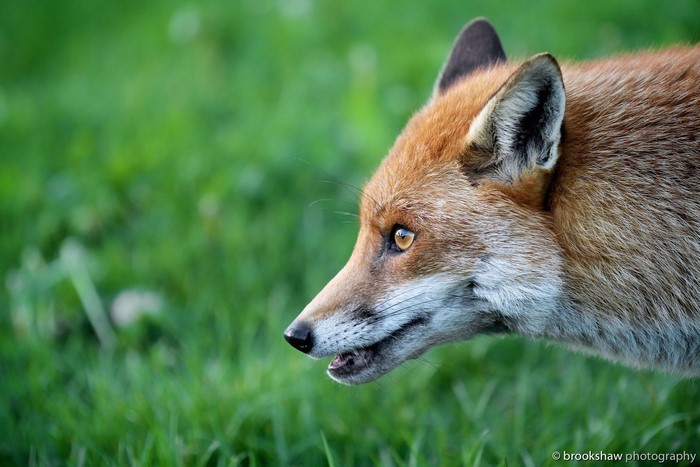 Close-up of a fox's head in green grass