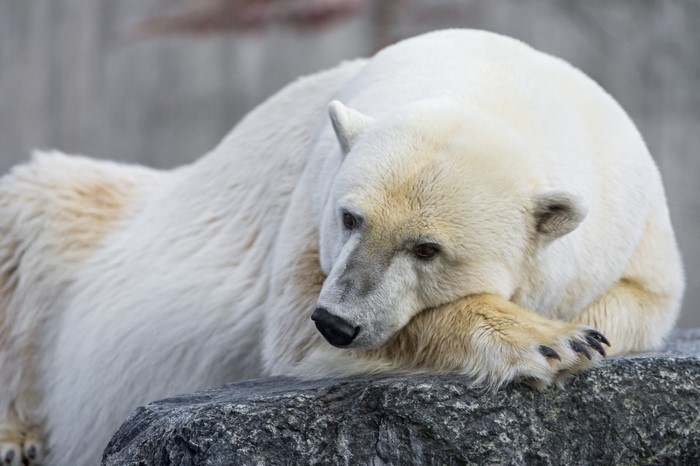 Polar bear resting on a rock