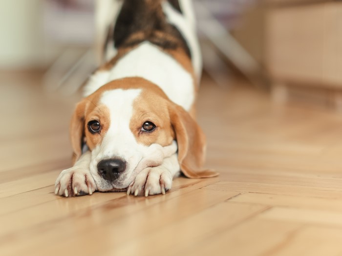 Beagle dog lying on wooden floor