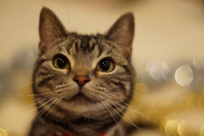 Close-up of a tabby cat's face