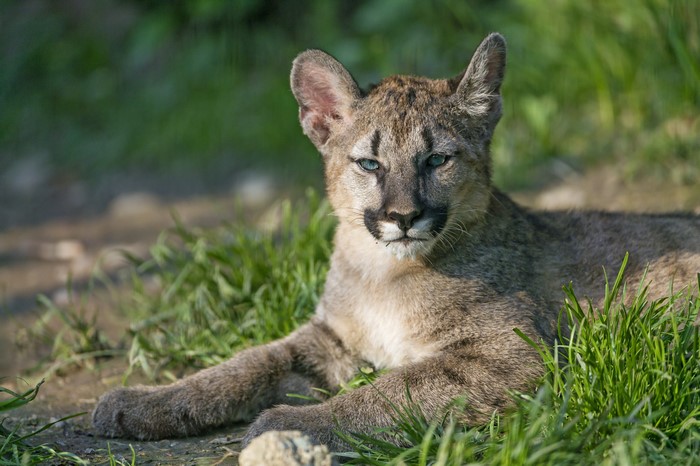 Young Puma Lying in Grass