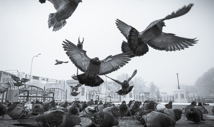 Pigeons in flight by Yelunin Roman