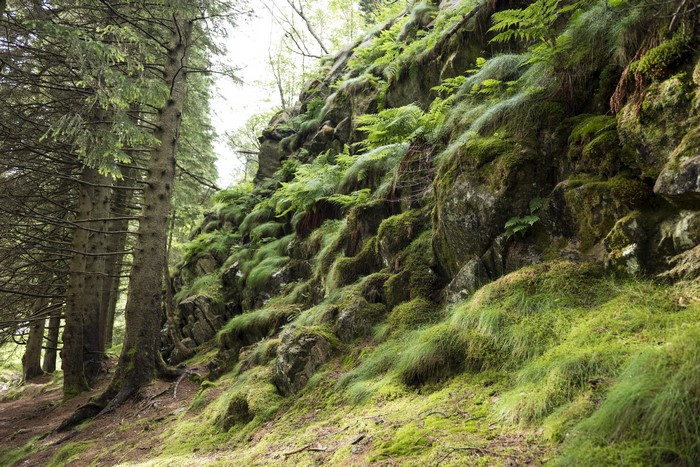 Mossy rocks and trees in a forest