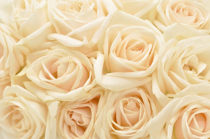 4K White Roses Texture