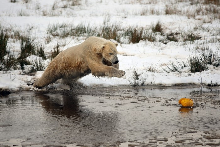 Polar bear jumping into water in winter