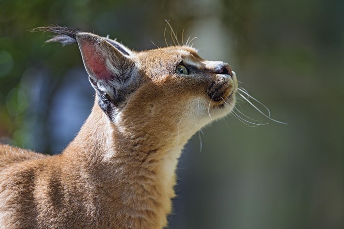 Caracal Lynx Head