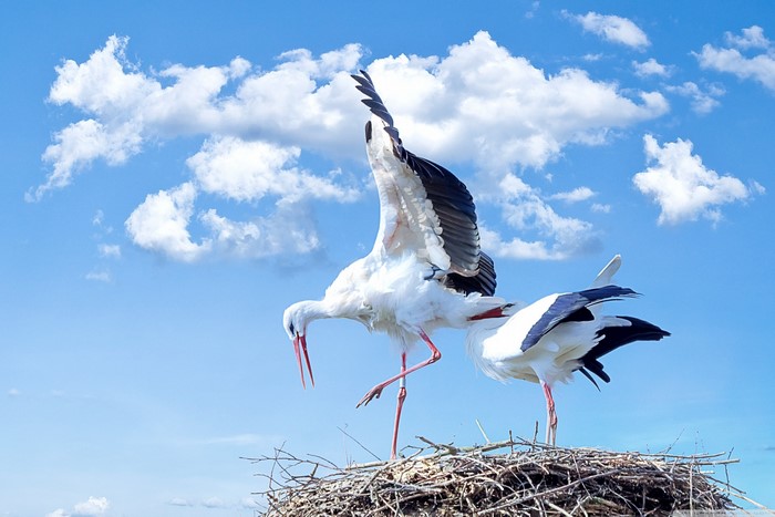 Two storks in a nest under a cloudy sky